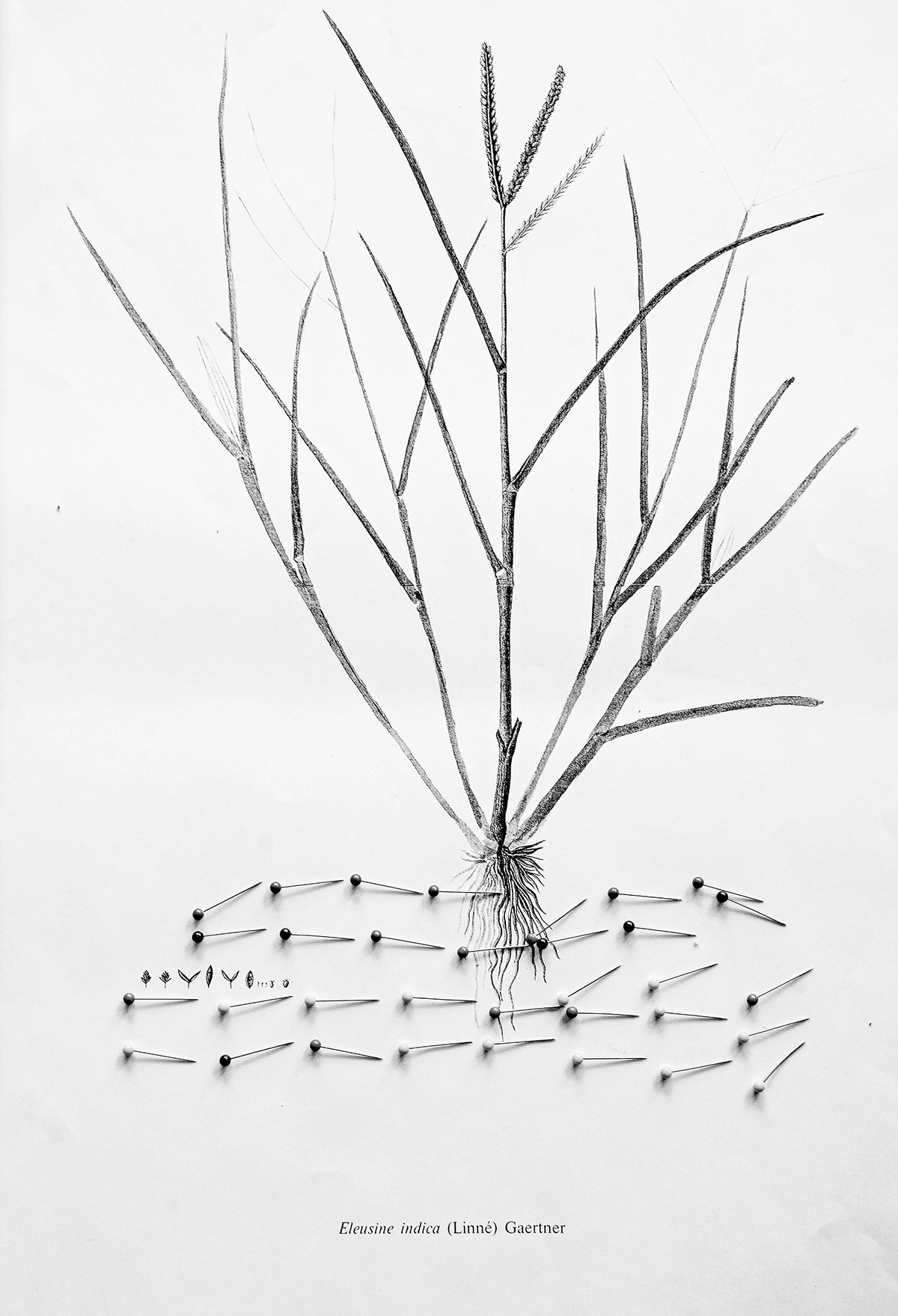 Blossom Botanical underpinning